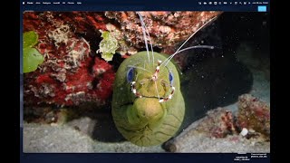 Moray eel and cleaner shrimps [upl. by Kenti401]