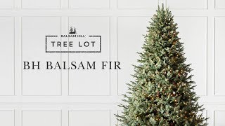 BH Balsam Fir  Tree Lot [upl. by Ylla846]