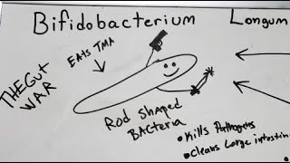 Bifidobacterium Longum amp The Gut War [upl. by Carolyn429]