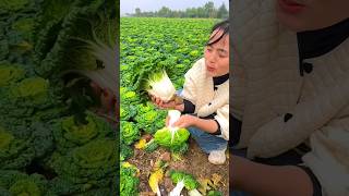 Fresh Bok Choy Harvest  Amazing Green Vegetables Farming by Rural Farmer 🥬🥬 shorts satisfying [upl. by Enelloc]