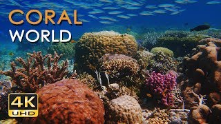 4K Coral World  Tropical Reef Fish  Relaxing Underwater Ocean Video amp Sounds  No Loop  Ultra HD [upl. by Compte195]