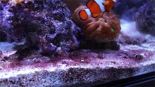 Get rid of cyanobacteria easily Reef Tank Maintenance [upl. by Asirret100]