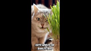 Cats Love Their Veges [upl. by Ahsirk]