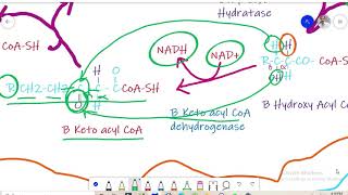 Beta Oxidation Lecture of Biochemistry for BS and MSc [upl. by Une996]