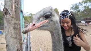 riding on ostrich back Vietnam [upl. by Gnuh]