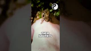 Cute Gecko Compilation🦎  Adorable Mourning Geckos Exploring My Hand [upl. by Fanchette404]