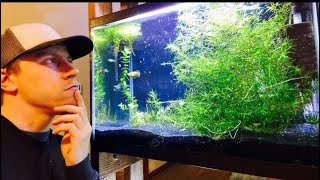 Guppy Grass Care amp Propagation [upl. by Hauck711]