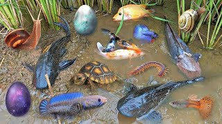 Colorful surprise eggs lobster snake cichlid betta fish turtle butterfly fish goby fish [upl. by Ahsiryt]