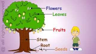 Uses of Plants Learn About Plants [upl. by Bean]