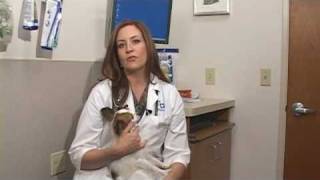 Dog Health Treatment amp Advice  How to Treat a Swollen Paw [upl. by Pfeffer]