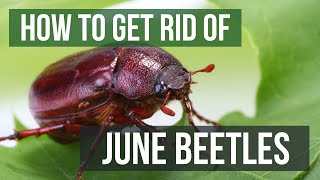 How to Get Rid of June Beetles June Bugs [upl. by Iver]