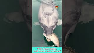 😍দেখুন ডলফিন মাছটির অবাক করা কান্ড🐬 Helpful Dolphin🐬  humanity [upl. by Armalda977]