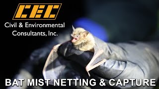 Bat Mist Netting amp Capture  Civil amp Environmental Consultants Inc [upl. by Allwein]