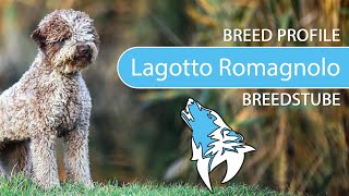 ► Lagotto Romagnolo Breed 2020 Temperament amp Training [upl. by Nirik]