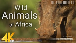 4K African Wildlife  Wild Animals of Africa  Real Sounds of Africa  10 bit color [upl. by Hera]