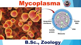 Mycoplasma  BSC Zoology  HSR Bioinfo [upl. by Aihsined]