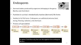 Endospores amp Sporulation [upl. by Herwig93]