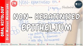 NonKeratinised Epithelium  Differences between keratinised and nonkeratinised epithelium  OMM [upl. by Acyre972]