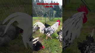 EXCHEQUER LEGHORN COMPARISON As chicks and adult full grown chickens with crowing rooster Excalibur [upl. by Idna]