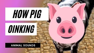 Pig Oinking  Sound Effect  Animation  mp3 [upl. by Rehpotsirh]