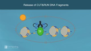 How CUTampRUN Profiles Chromatin  Cell Signaling Technology [upl. by Ehud]