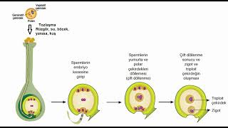 Kapalı tohumlu bitkilerde üremetozlaşmadöllenme [upl. by Jodi268]
