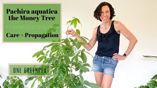 Money Tree  Pachira aquatica  all you need to know about care amp propagation [upl. by Essilrahc]