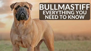 Bullmastiff 101  Everything You Need To Know About Owning A Mastiff Puppy [upl. by Airtap609]