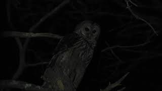 Barred Owl Scream Call [upl. by Bac]