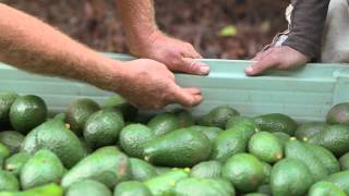 Avocado harvesting The pickers guide [upl. by Fauver]