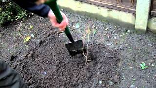 How to Plant a Tree Sapling [upl. by Irtimed]