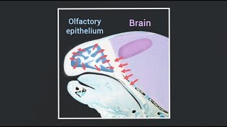 Signals from the brain and olfactory epithelium control shaping of the nasal capsule [upl. by Lusa]