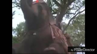 Rudyard Kiplings The Jungle Book 1998 VHS Trailer [upl. by Nosreh]