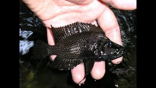 Altolamprologus calvus Congo quotBlack calvusquot [upl. by Jami]