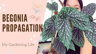 Polka Dot Begonia Propagation [upl. by Peterson]