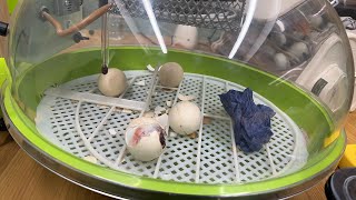 Chicks hatching [upl. by Yadrahc790]