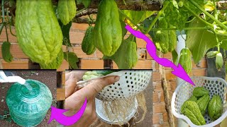 The best way to grow chayote at home [upl. by Iormina]