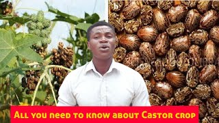 Is castor crop profitable All you need to know about Castor crop in Nigeria [upl. by Nolur]