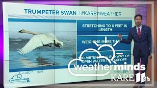 WeatherMinds  The trumpeter swan amp albino mallard [upl. by September]