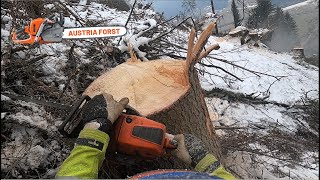 Holzfällen im extremen Steilgelände [upl. by Auburn]