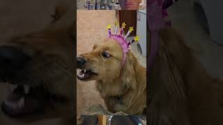 Boudreauxs Bday nattyfight goldenretriever birthday beer comedy funny youtubeshorts youtube [upl. by Salahi]