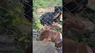 Snob doggie ofw viralvideo dog doglover viralvideo shorts beautiful [upl. by Chicky]