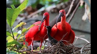 10 Stunning Red colored Birds  Beautiful Birds [upl. by Oates754]