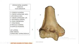 MIEMBRO SUPERIOR OSTEOLOGIA [upl. by Vedetta587]