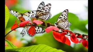 Butterfly Song  Malayalam [upl. by Blain]