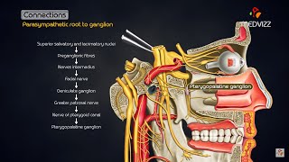 Pterygopalatine ganglion  Head and neck animated gross anatomy [upl. by Richardson]