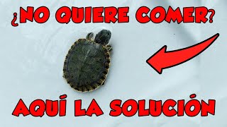 PORQUE MI TORTUGA NO COME Y COMO HACERLA COMER CON ESTOS PASOS [upl. by Atworth365]