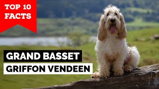 Grand Basset Griffon Vendeen  Top 10 Facts [upl. by Adnuhsor694]