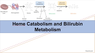 Heme Catabolism and Degradation Pathway  Biochemistry Lesson [upl. by Anirba221]