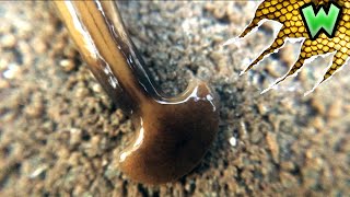 What the HECK is a Hammerhead Worm  Can I Catch It [upl. by Thisbee]